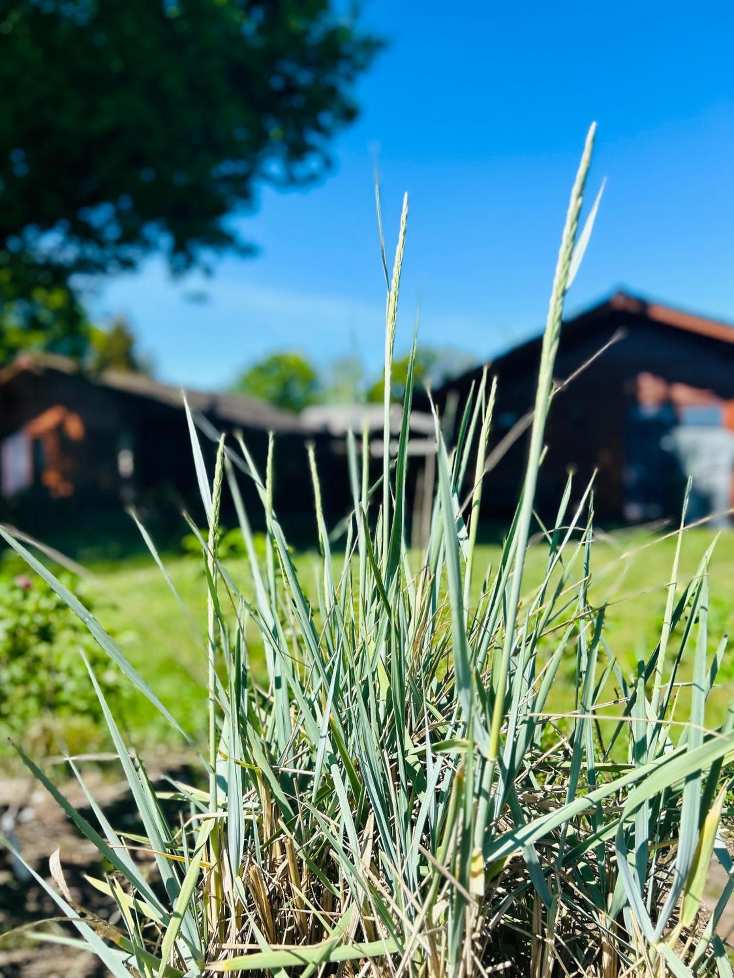 Ferienpark Harmsen Cuxhaven Exteriör bild